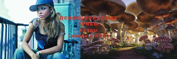 стаф Осинники